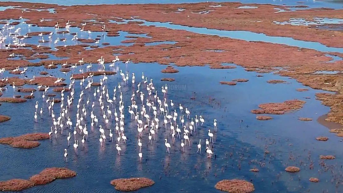 Flamingolar Bodrum'a Renk Kattı