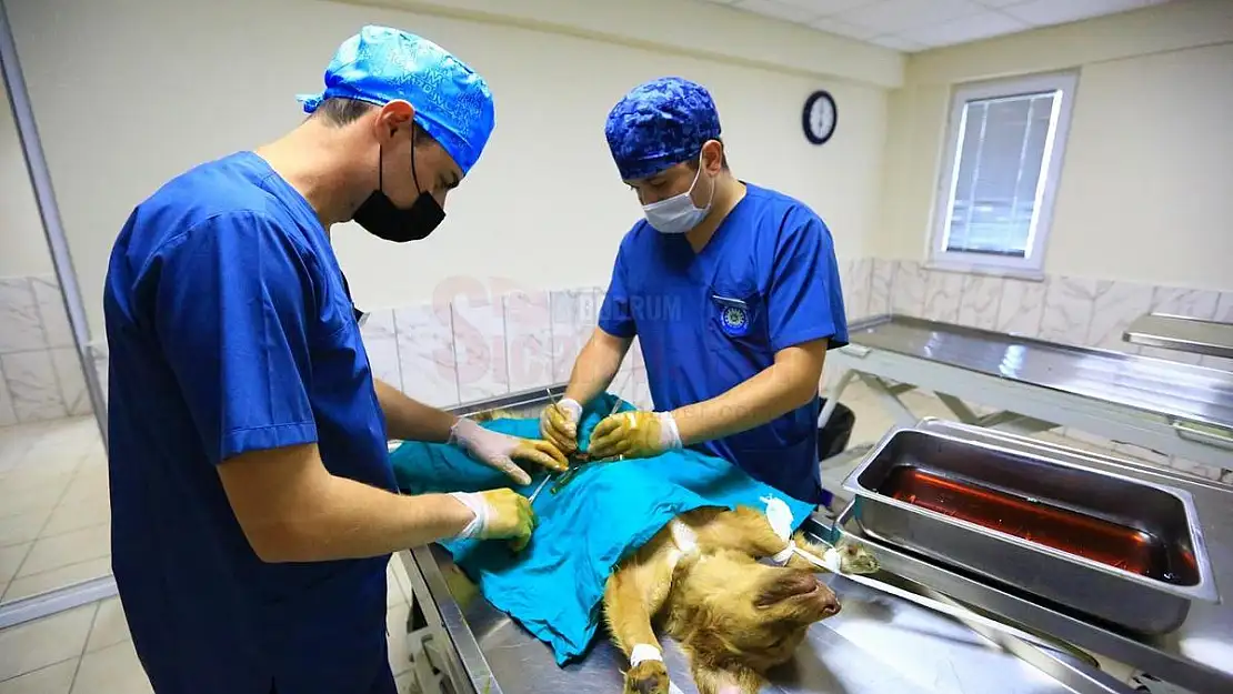 Geçici Hayvan Bakımevinde 26 Bin 529 Hayvan Tedavi Edildi