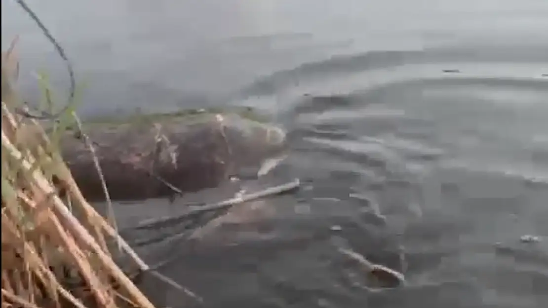 Güllük Dalyanı'nda şok iddia: Caretta Carettalar ölüme mi terk ediliyor?