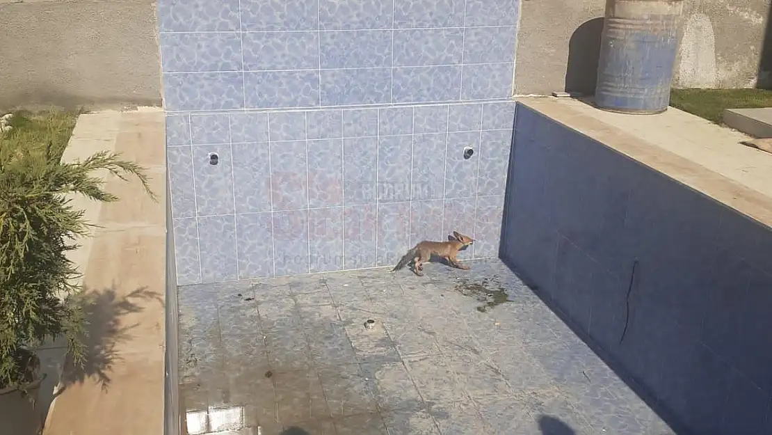 Havuza Düşen Tilki Ekiplerce Kurtarıldı