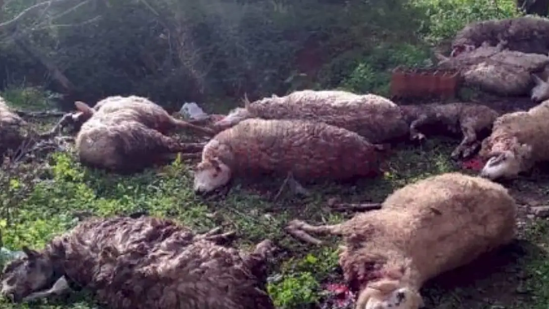 Hayvanları Telef Olan Çiftçi 2 Köpeği Tüfekle Öldürdü