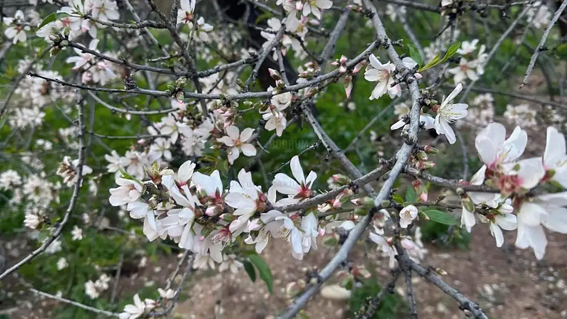 İlk Cemre Havaya Düştü
