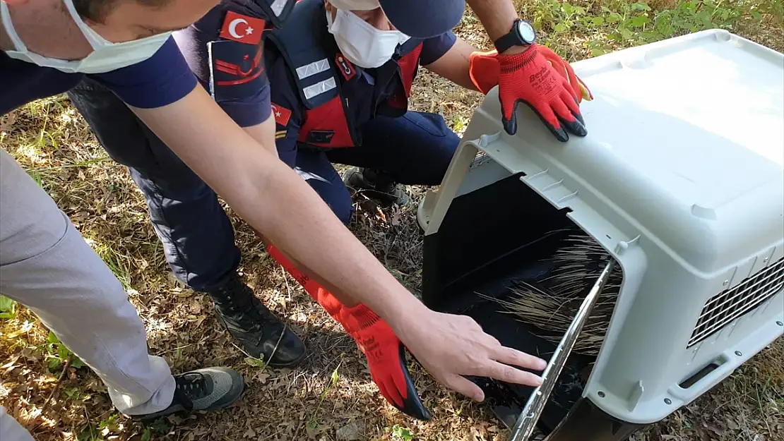 Jandarmanın bulduğu yaralı oklu kirpi tedavi altına alındı