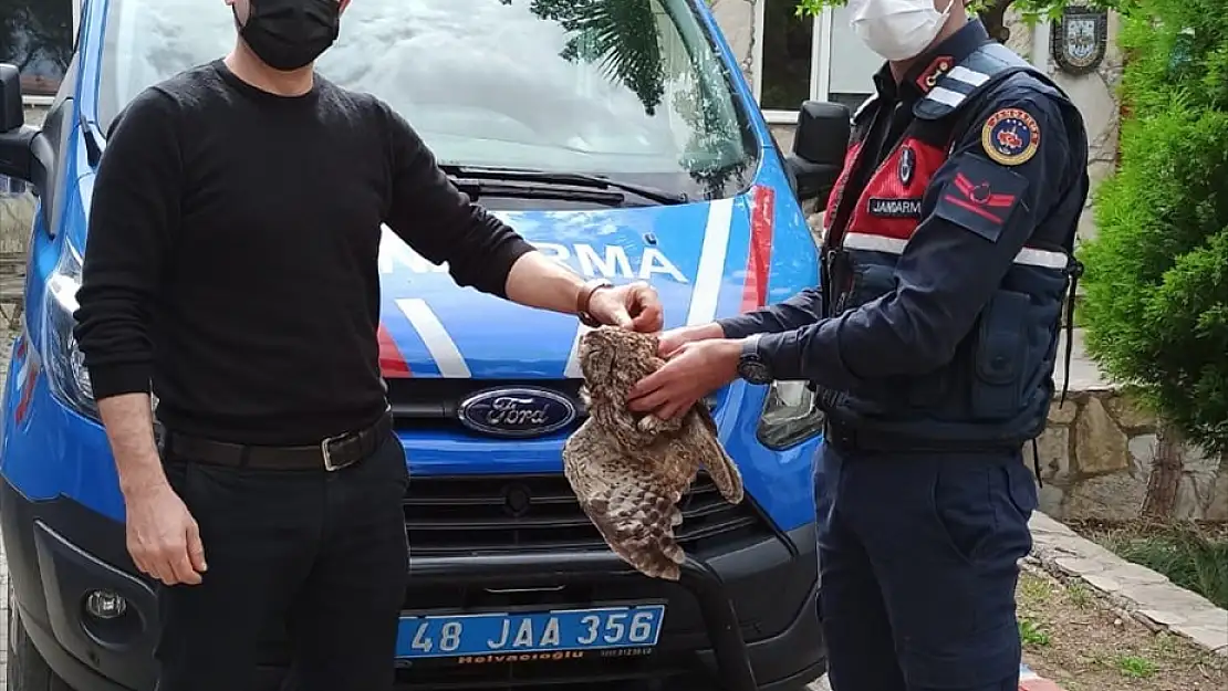 Jandarmanın kurtardığı yaralı baykuş tedavi altına alındı