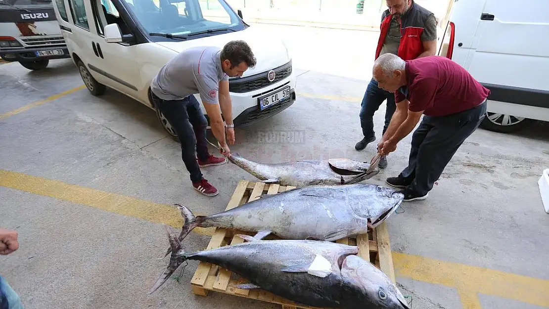 Kaçak 170 KG Mavi Yüzgeçli Orkinos Yakalandı