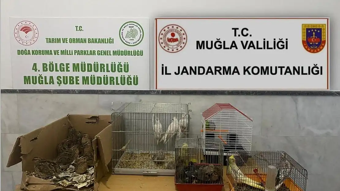 Kaçak Hayvan Üretimi ve Satışı Yapan Şahıslara Operasyon: 77.500 TL İdari Para Cezası