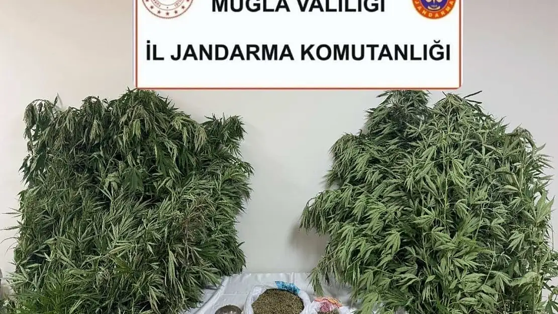 Karabağlar yaylası'nda uyuşturucu operasyonu: 1 gözaltı
