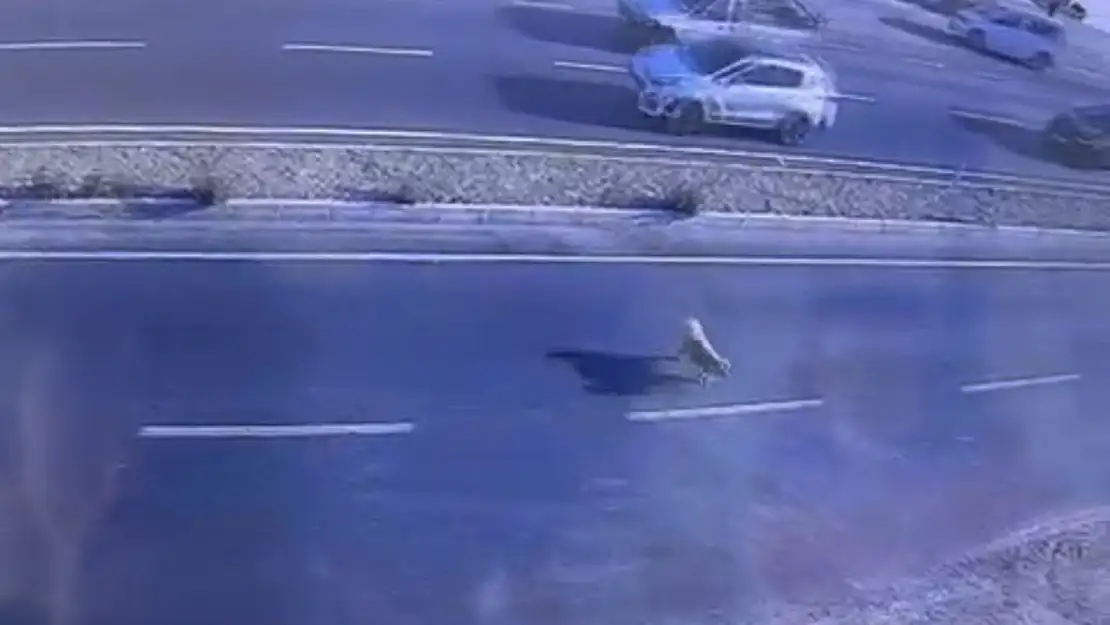 Karşıya Geçmeye Çalışan Köpek Hayatını Kaybetti!