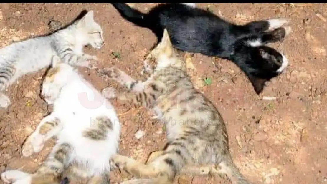 Katiller Durmuyor !