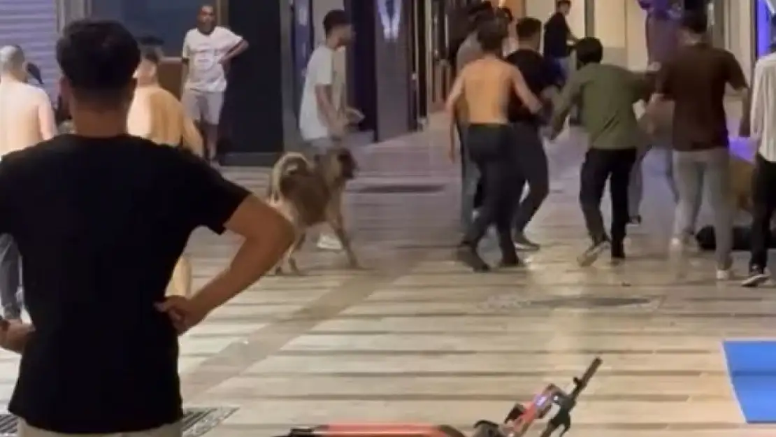 Kavgayı ayırmaya çalışan sokak köpekleri oldu !