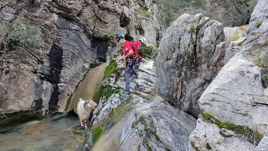 Kayalıklarda Mahsur Kalan Keçiyi AKUT Ekibi Kurtardı