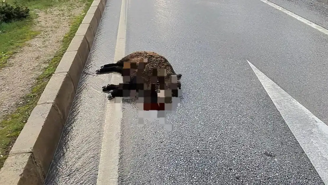 Kazada yaban domuzu telef oldu