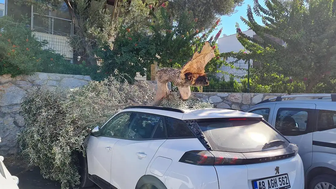 Kırılan Dal Araç'ta Maddi Hasar Meydana Getirdi