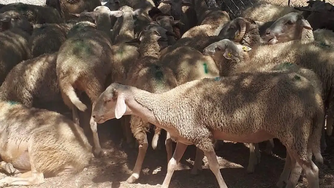 Küçükbaş Hayvan Zehirlenme Vakası: 30 Koyun Telef Oldu