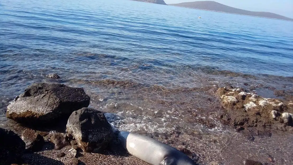 Kuyruğundan Yaralanmış Fok Ölü Halde Kıyıya Vurdu