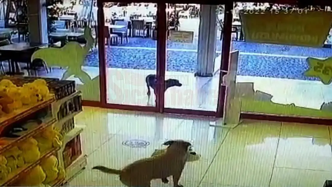 Mağazadan Oyuncak Köpek Çalmaları Görenleri Gülümsetti