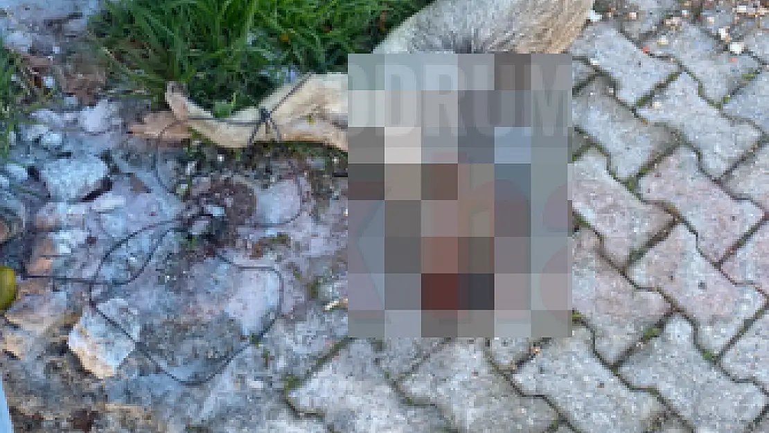Mahalle Sakinlerini Üzen Ölüm