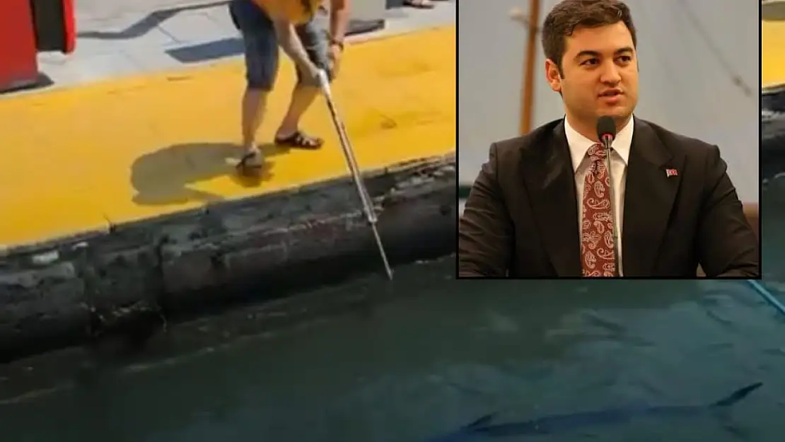 Mavi yelken balığı katliamına Başkan'dan sert tepki !