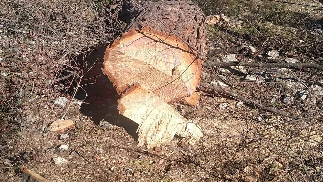 Mazı da Kesilen Yaş Ağaçlara Ceza yağdı...