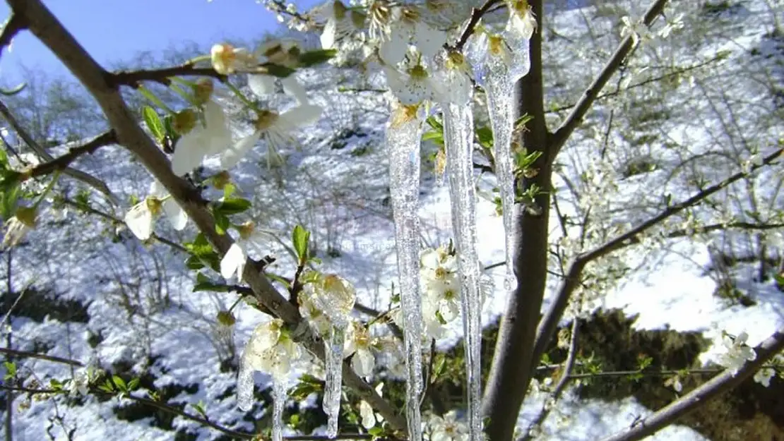 Meteorolojiden 'Zirai Don' Uyarısı