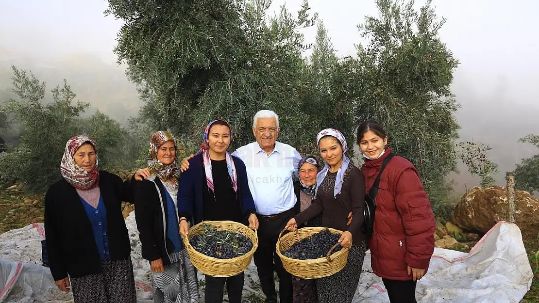 Milas Zeytininin Geliştirilmesi ve Yaygınlaştırılmasını Sağlanacak