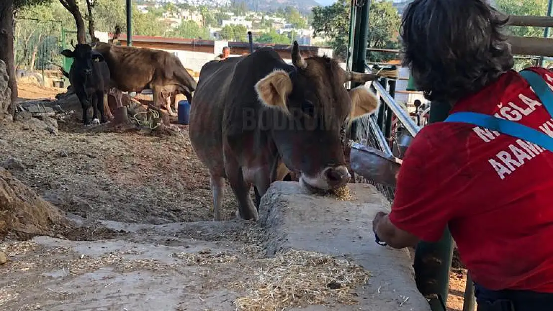 Muğla 911, Bitez'de Çıkan Yangında Hayvanları Kurtardı