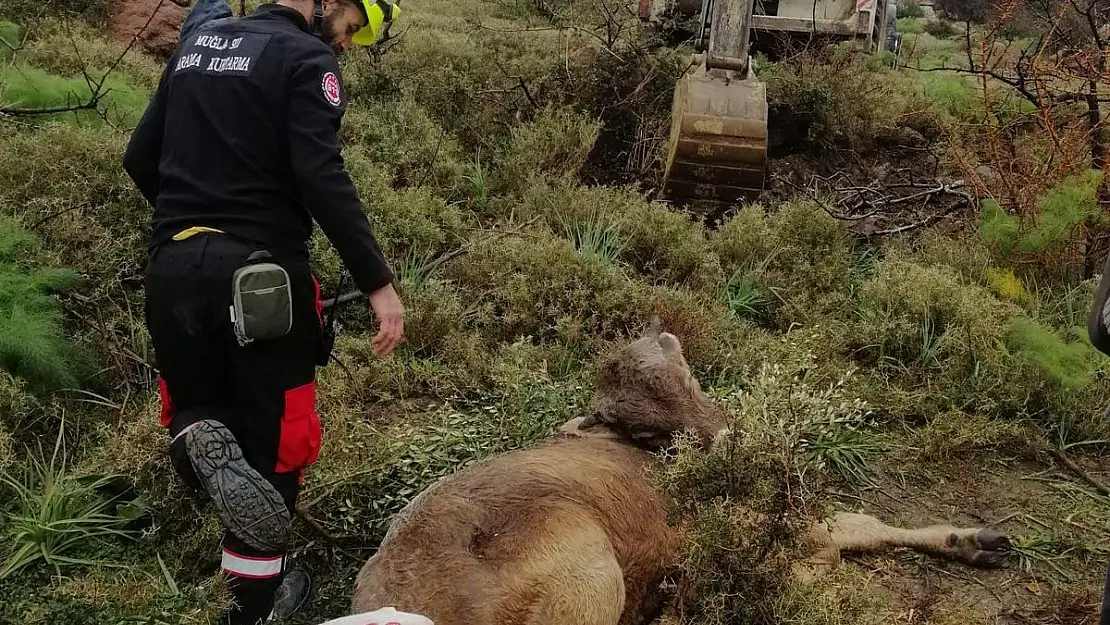 Muğla 911 Ekipleri Sıkıştığı Yerden Kurtardı...