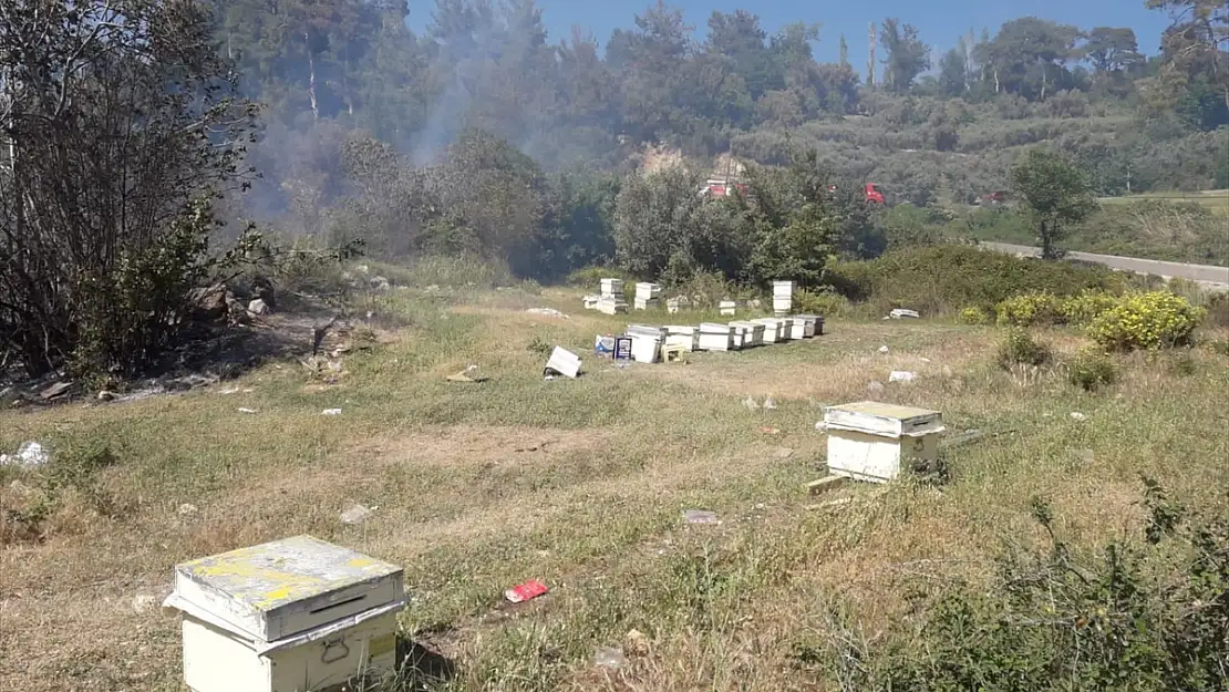 Muğla'da bir zeytin bahçesinde yangın çıktı