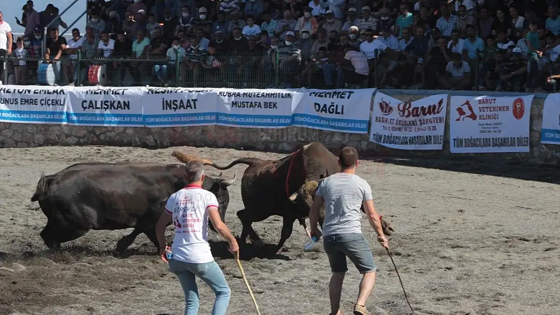 Muğla'da Boğa Güreşi Festivali yapıldı