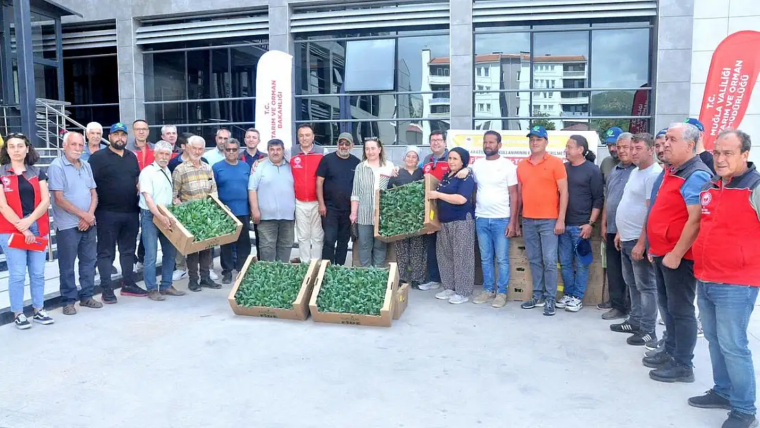 Muğla'da Enginar Üretimi Projesi Hayata Geçirildi