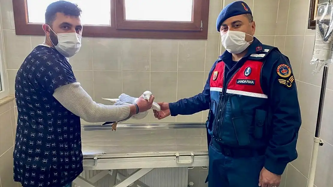 Muğla'da jandarmanın kurtardığı yaralı martı tedavi altına alındı