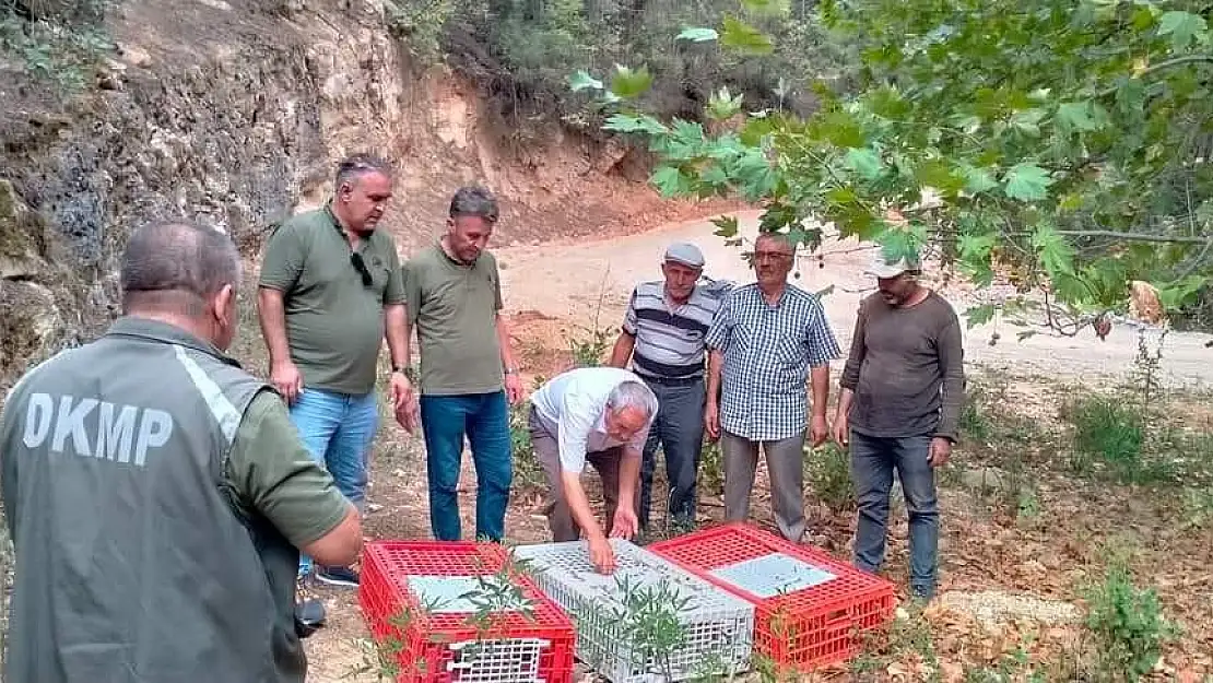 Muğla'da Keklikler Doğaya Salındı