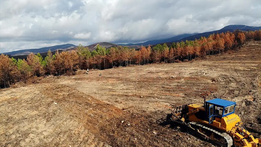 Muğla'da yanan ormanlık alanlar 20 milyon fidanla yeniden yeşerecek