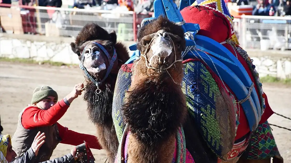 Muğla'daki deve güreşi festivaline yoğun ilgi