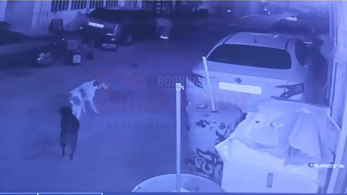 Ölen Şahsın Baktığı Sokak Köpekleri Biran Yanından Ayrılmadı