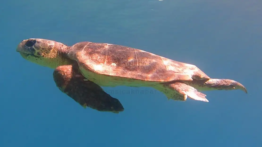 Oltaya Takılan Caretta Caretta Doğaya Salındı