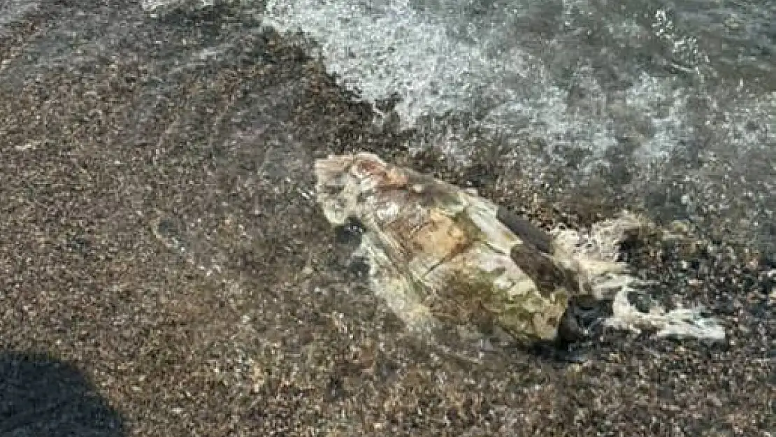 Ölü caretta caretta kıyıya vurdu