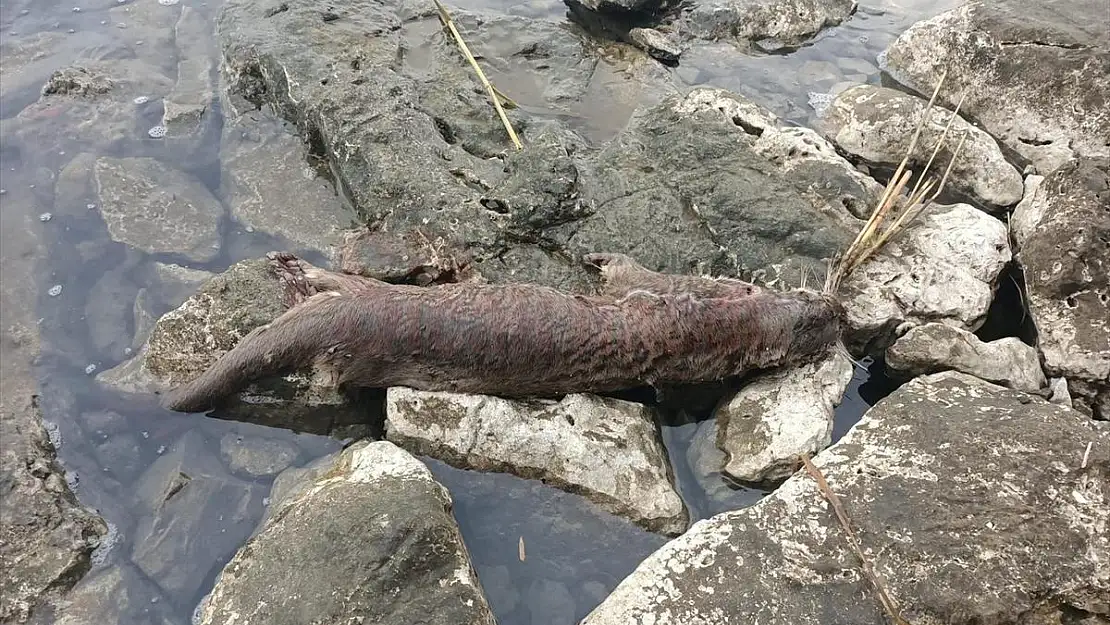 Ölü 'Su Samuru' Bulundu