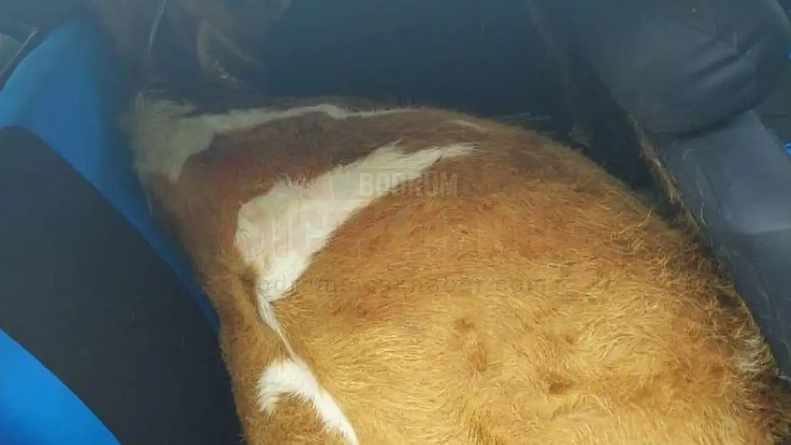 Otomobilde Çalıntı İnekle Yakalanan Zanlı Gözaltına Alındı