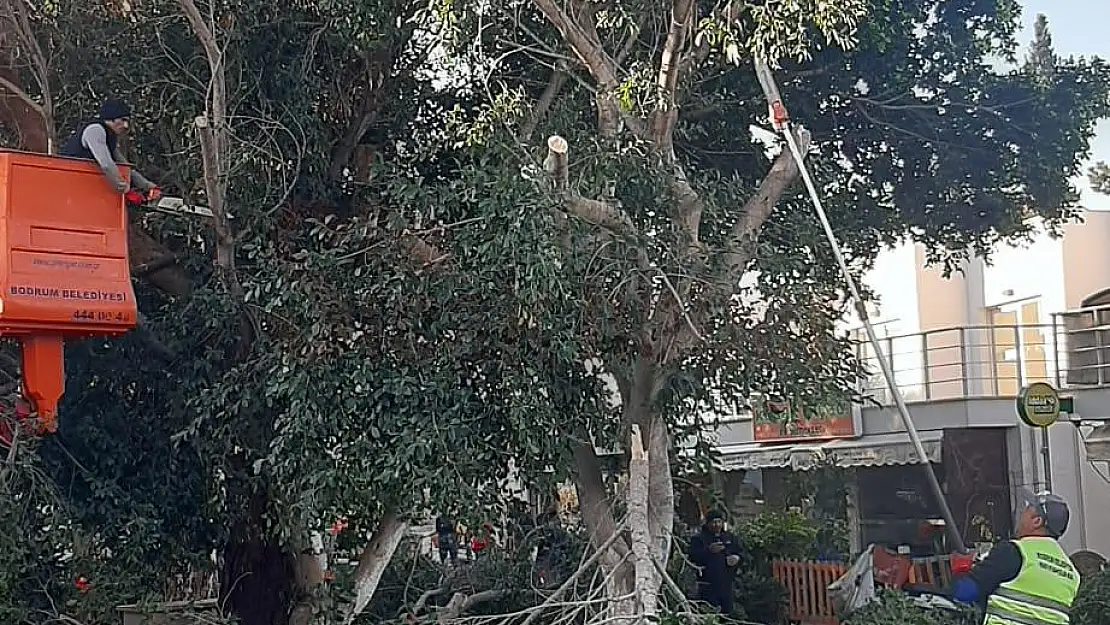 Park Bahçeler Ekipleri Bodrum İçin Çalışıyor
