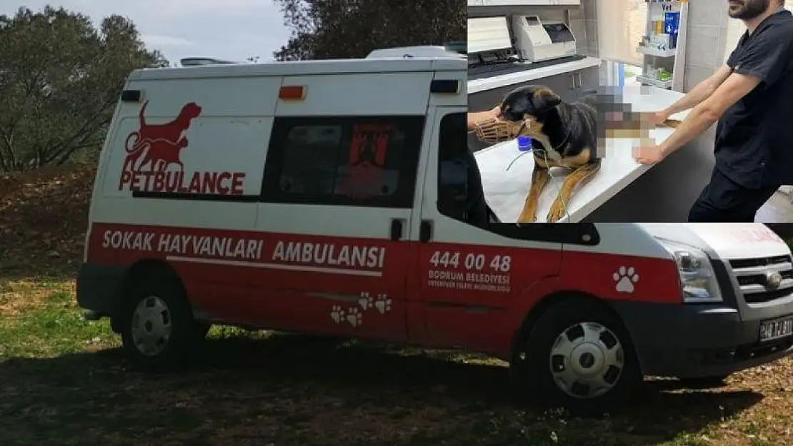 Pet Ambulansa Ulaşılamıyor Ulaşılsa da Gelen Olmuyor