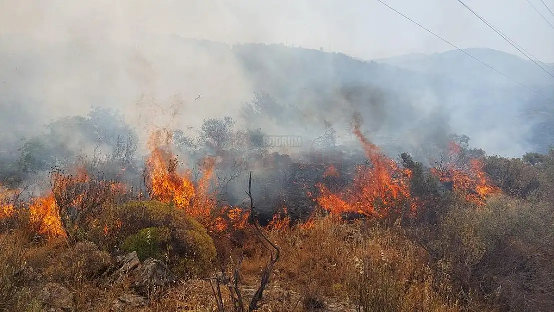 Sabah Çıkan Orman Yangını Kontrol Altına Alındı