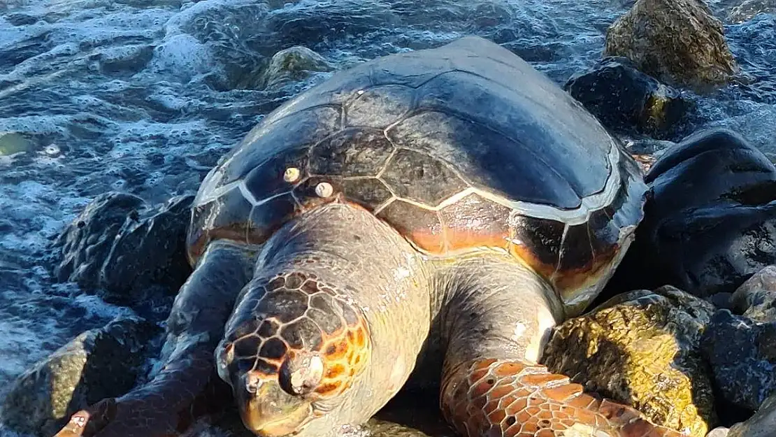 Sahilde Ölü Caretta Caretta Bulundu