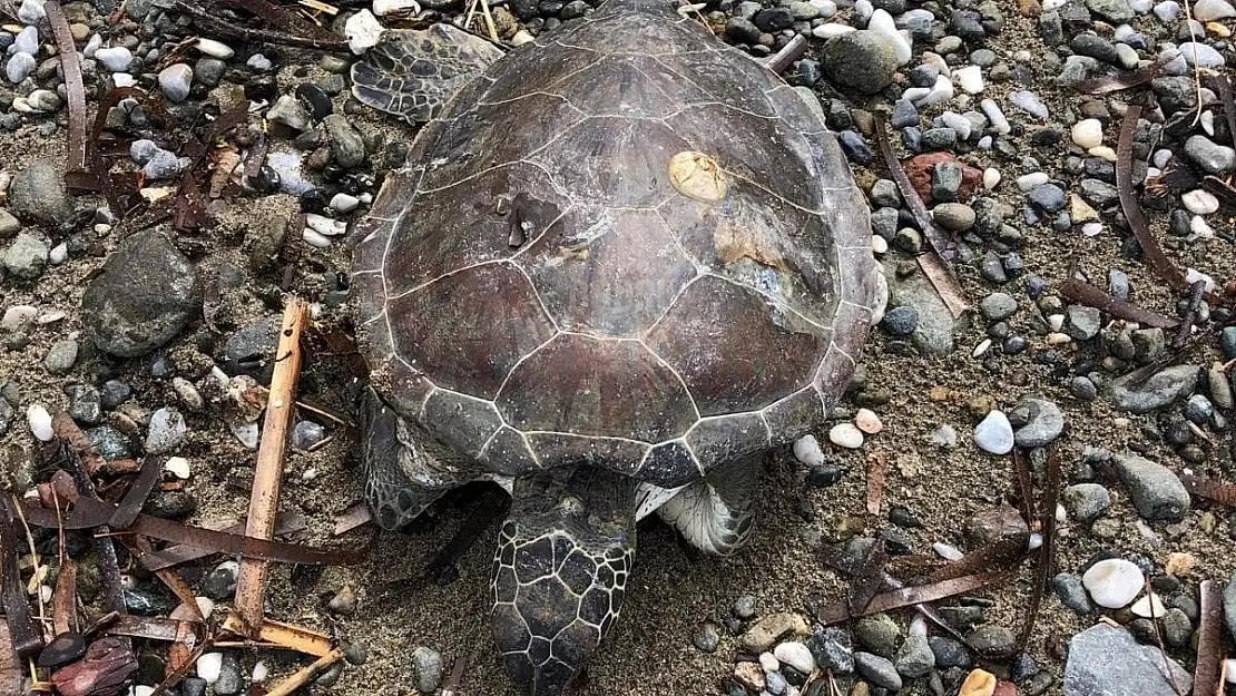 Sahilde Ölü Yavru Caretta Bulundu