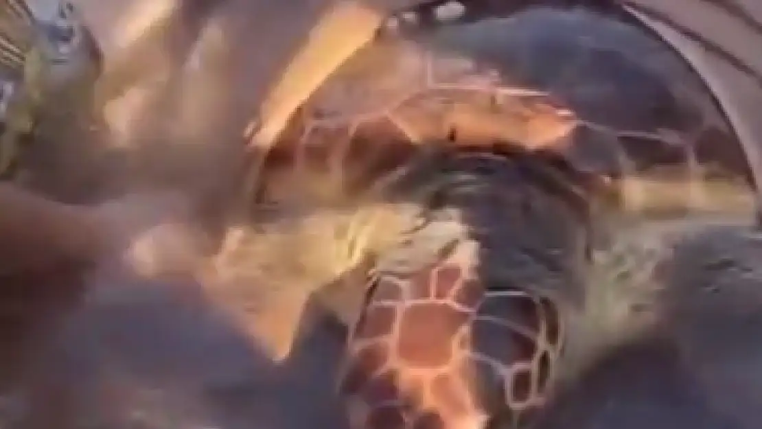 Sahilde yaralı caretta caretta bulundu