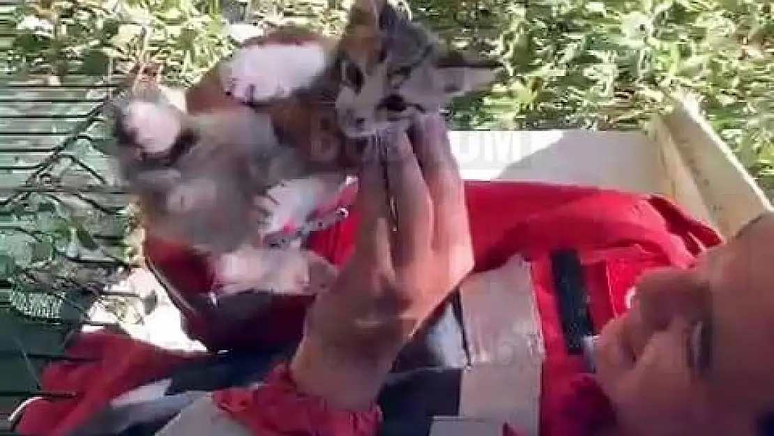 Sıkışan Yavru Kedi Ekiplerce Kurtarıldı