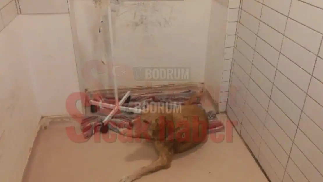 Sokak Hayvanları Geçici Bakım Merkezinde Neler Oluyor