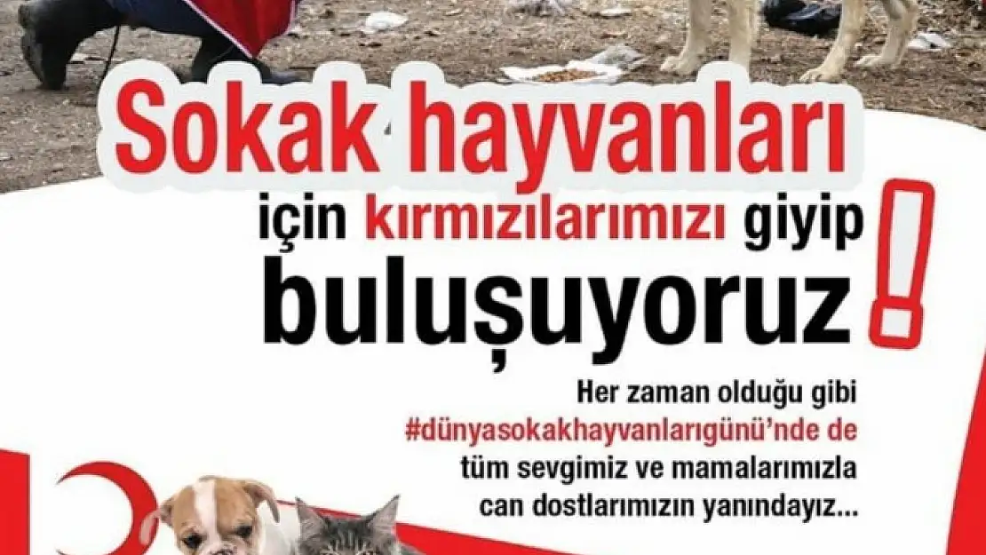 Sokak hayvanları için duyarlılık çalışması