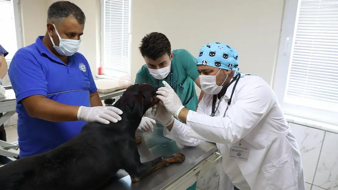 Sokak hayvanları 'mikroçip' ile kayıt altına alınıyor