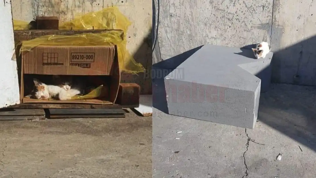Sokak Hayvanlarına AVM'den Saygısızlık